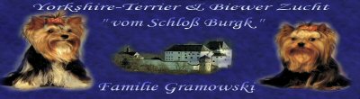 www.biewer-yorkie-thueringen.de